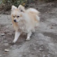 توله سگ نر دوساله|سگ|اردبیل, |دیوار