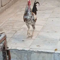 خروس|حیوانات مزرعه|ایرانشهر, |دیوار