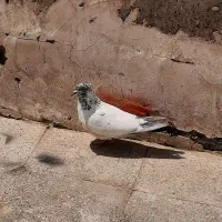 کفتر ماده کله دم سبز