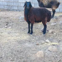 میش ترکی افشاری