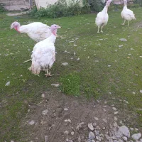 بوقلمون|حیوانات مزرعه|لاهیجان, لفمجان|دیوار