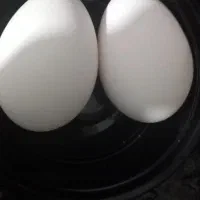 تخم غاز بدون نطفه