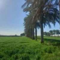 بچه نخل سعمران