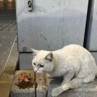 گربه پیدا شده