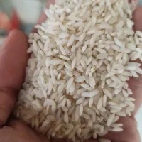 برنج درجه یک عنبربو خوزستان