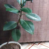 گل طبیعی فیکوس