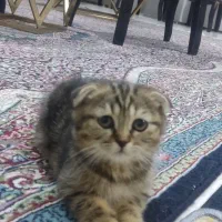 گربه|گربه|کرمان, |دیوار