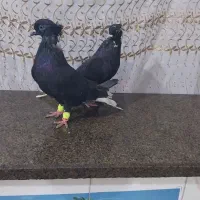 کبوتر اشعل تمیز وجوان|پرنده|اهواز, کوی مندلی(سه راه خرمشهر)|دیوار