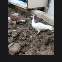 کبوتر|پرنده|محمدیه-قزوین, |دیوار