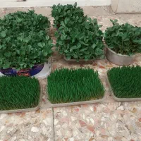 فروش سبزه  روز مادر