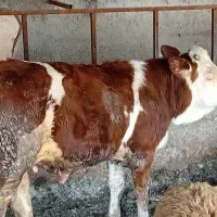 فروش گوساله پرواری|حیوانات مزرعه|طبس, |دیوار