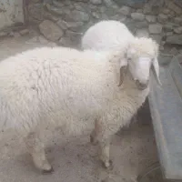 بره چاق