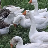 قوغاز لیندا