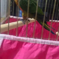 فروش یک عدد طوطی خورشیدی|پرنده|خمینی‌شهر, |دیوار