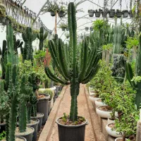 افوربیا اینجنس (اینگنس)