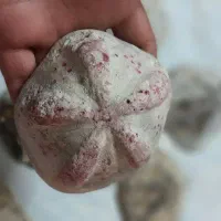 فوسیل|کلکسیون اشیاء عتیقه|زنجان, |دیوار