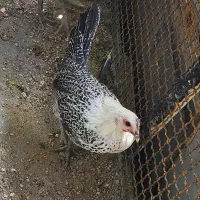 جوجه ایام . براکل و امروک|حیوانات مزرعه|شیراز, کوشک میدان|دیوار