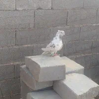 کبوتر سالم پرشی به شرت|پرنده|دوتپه, |دیوار