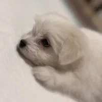 سگ شیتزو مالتیز