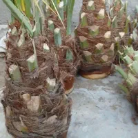 قطع نخل در باغ برای پیل|خدمات باغبانی و درختکاری|جنت, |دیوار