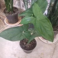 گل و گیاه