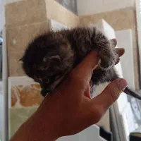 دوعدد بچه گربه جهت واگذاری رایگان