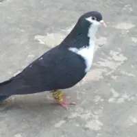 کفتر