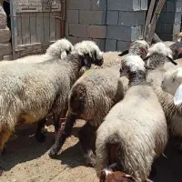 میش داشتی جوان درجه یک یک