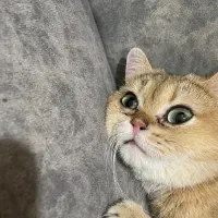 گربه بریتیش گلد