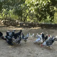 تخم نطفه دار از مولدین بالا گلین پنگوینی|حیوانات مزرعه|بانه, |دیوار