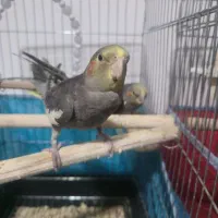 دو عدد عروس هلندی ۳ ماهه سرلاکی|پرنده|رشت, جانبازان|دیوار