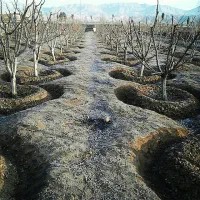 تیم تخصصی چالکوددهی درختان