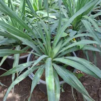 گیاه یوکا باغچه ای سطل۱۰