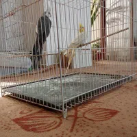 عروس جفت