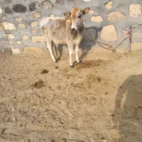 گاو تلیسه و گوساله|حیوانات مزرعه|ماکو, |دیوار