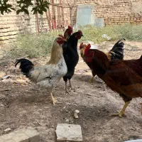 خروس جوان