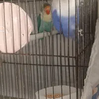 برزیلی پاربلو نرو اپلاین ماده