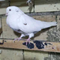 کفتر|پرنده|قشم, |دیوار