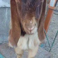 بز تکه نر|حیوانات مزرعه|اردبیل, |دیوار