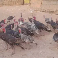 فروش 25 عدد بوقلمون سالم و با کیفیت|حیوانات مزرعه|اندیمشک, |دیوار