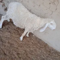 گوسفند مری|حیوانات مزرعه|زابل, |دیوار