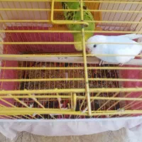 فروش مرغ عشق جفت ی ساله|پرنده|رامسر, |دیوار