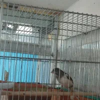 5 عدد قناری آس و درجه یک|پرنده|کنگاور, |دیوار