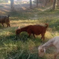 یک بز ابستن|حیوانات مزرعه|اهرم, |دیوار