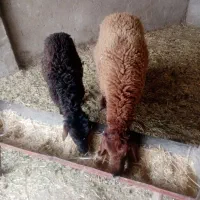 بره نر 2عدد