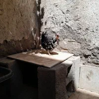 تخمگذار