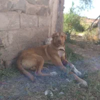 سگ ۸ماهه هیکل درشت