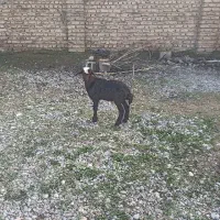 بره نر شیر مست قزل افشار ،خوراک خور