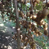 5000متر باغ کیوی پر حاصل درلیسار تالش|فروش زمین و ملک کلنگی|لیسار, |دیوار