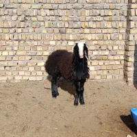 بره قوچ سیاه شال|حیوانات مزرعه|تاکستان, |دیوار